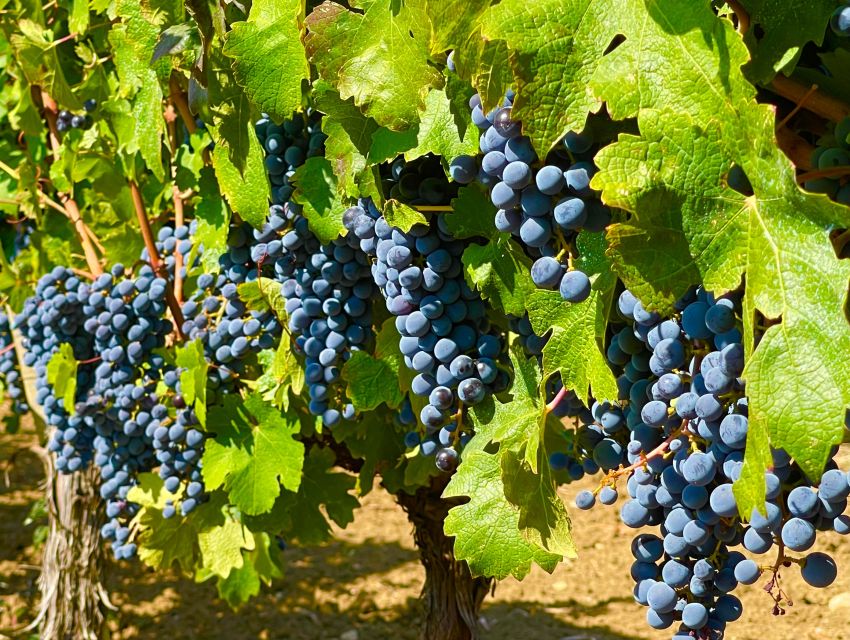 From Biograd: Wine and Olive Oil Tasting in Ražnjevića Dvori - How long it takes (and how to plan your day)