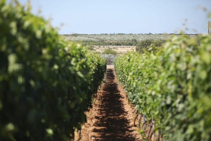 From Biograd: Wine and Olive Oil Tasting in Ražnjevića Dvori - Walking the estate first: dalmatian architecture, gardens, vines, and olives